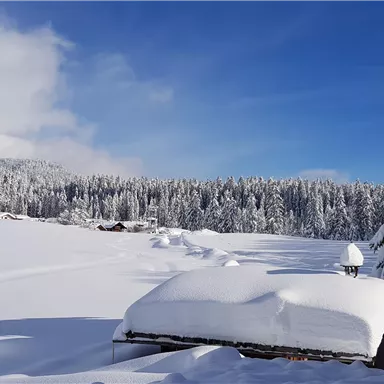 A snowy landscape with tall, snow-covered fir trees. The sky is clear and blue, and the blanket of snow is soft and untouched.
