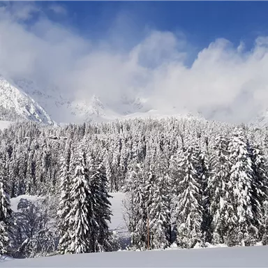 A snow-covered landscape with tall, green spruces and snow-capped mountains in the background. The sky is clear with some clouds.