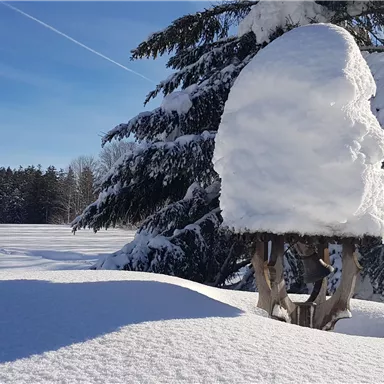 A snow-covered tree stands against a clear blue sky. The landscape is calm and wintry.