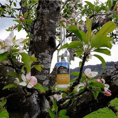 Eine Flasche in einem blühenden Apfelbaum. Die zarten Blüten umrahmen die Flasche und schaffen eine harmonische Verbindung zur Natur.