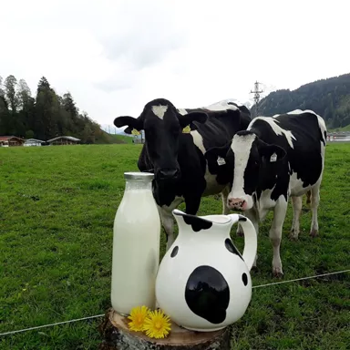 Zwei Kühe stehen auf einer grünen Wiese, während frische Milch in einem Glas und einer dekorativen Krug bereitsteht. Im Hintergrund sind sanfte Hügel und Bäume zu sehen.