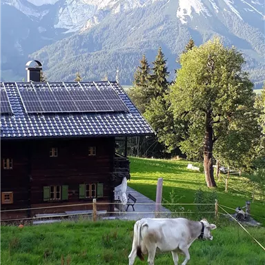 A traditional house in the Alps with a solar-powered roof. A cow grazes on the green meadow in front of the picturesque mountain backdrop.