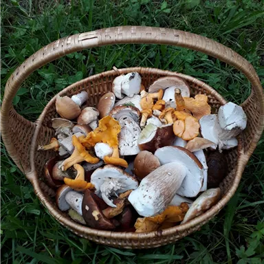 A basket full of fresh mushrooms lies on green grass. The mushrooms are in various colors and shapes, including some porcini and chanterelles.