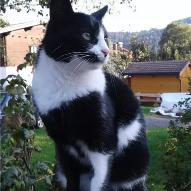 Eine schwarz-weiße Katze sitzt stolz auf einem Holzpfosten. Im Hintergrund sind Bäume und ein Haus zu sehen.