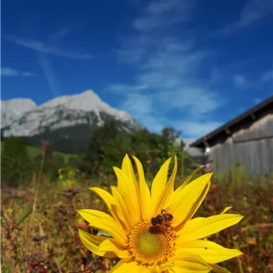 A yellow sunflower blooms in front of an impressive mountain landscape. The sky is clear and blue, providing a beautiful panorama.
