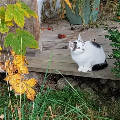 Eine kleine weiße Katze sitzt auf einem Holzsteg. Im Hintergrund sind grüne Pflanzen und bunte Blätter zu sehen.