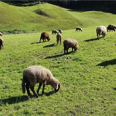 Eine weite Wiese mit vielen Schafen, die grasen. Im Hintergrund sieht man sanfte Hügel und viel grünes Gras.