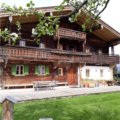 A traditional wooden house with balconies and colorful windows. The blooming tree and the green lawn give the scene an inviting atmosphere.