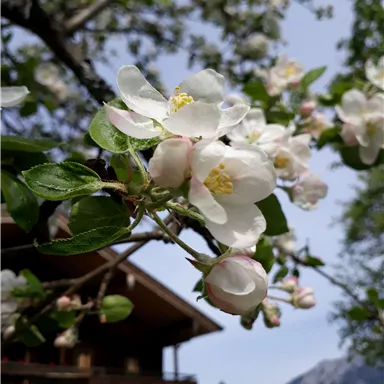 A blooming fruit tree branch with white and pink flowers in the foreground. In the background, a wooden house and the mountains are visible.