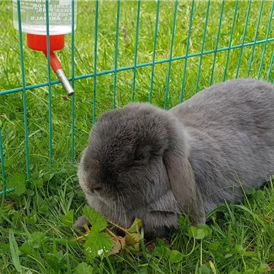 Ein graues Kaninchen sitzt in einem grünen Käfig auf dem Gras und frisst. Im Hintergrund ist ein Wasserspender sichtbar.