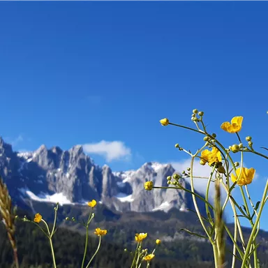 A beautiful mountain landscape with snow-covered peaks in the background. In the foreground, yellow flowers bloom under a clear blue sky.