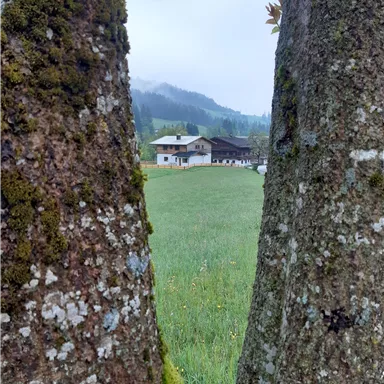 A view through two trees onto a green field and a property in the background. The surroundings are surrounded by mountains and fog.