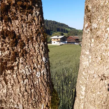 A view through two tree trunks onto a beautiful agricultural building. In the background, a green field stretches out under a clear blue sky.