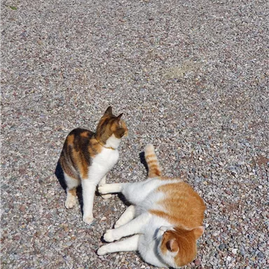 Zwei Katzen liegen auf einem Kiesboden. Eine Katze steht aufrecht, während die andere entspannt liegt.