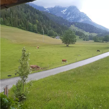 Eine malerische Landschaft mit grünen Wiesen und Kühen. Im Hintergrund sind Berge und ein bewölkter Himmel zu sehen.