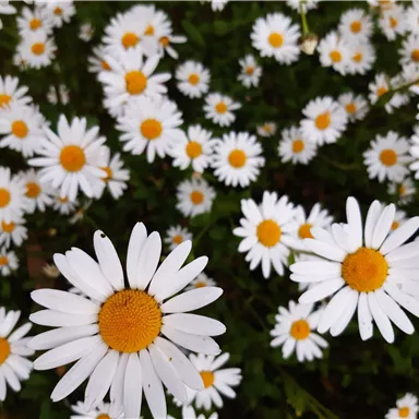 A meadow full of daisies in white and yellow. The flowers bloom splendidly in a green setting.