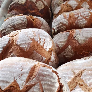 A selection of freshly baked breads with a rustic crust. The breads are arranged in a basket and have a light dusting of flour.