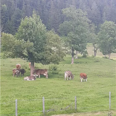 Eine grüne Wiese mit mehreren Kühen, die sich unter einem Baum versammeln. Im Hintergrund sind sanfte Hügel und Bäume zu sehen.