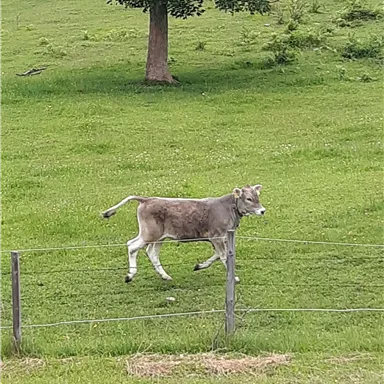 Eine graue Kuh läuft auf einer Wiese. Im Hintergrund steht ein Baum und der Himmel ist klar.