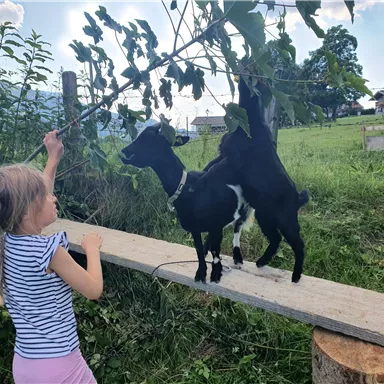Ein Kind spielt mit einer Ziege auf einem Holzbrett. Im Hintergrund ist eine grüne Wiese und ein Bauernhof zu sehen.