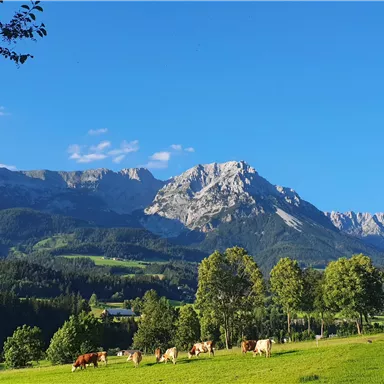 Eine malerische Landschaft mit grünen Wiesen und Kühen. Im Hintergrund sind majestätische Berge und ein klarer blauer Himmel zu sehen.