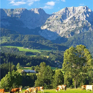 Ein schöner Berglandschaft mit saftigem grünen Gras und Kühen, die grasen. Im Hintergrund sind majestätische Berge und ein klarer blauer Himmel zu sehen.