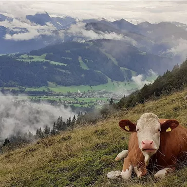 Eine Kuh liegt entspannt auf einer grünen Wiese in den Bergen. Im Hintergrund sind bewölkte Hügel und Täler zu sehen.