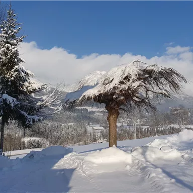 Eine verschneite Winterlandschaft mit schneebedeckten Bäumen und einem klaren blauen Himmel. Im Hintergrund sind Berge sichtbar.