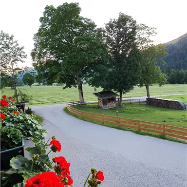 Eine malerische Landschaft mit blühenden roten Geranien im Vordergrund. Der Weg führt zu einer Wiese, umgeben von Bäumen und Hügeln.