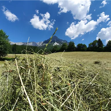 Eine grüne Wiese mit Heuhaufen unter einem klaren blauen Himmel. Im Hintergrund sind Berge und vereinzelte Bäume zu sehen.