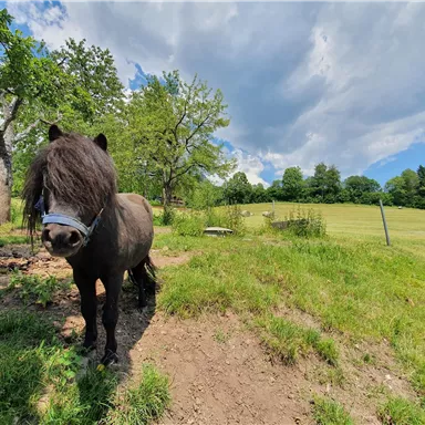 Ein kleines Pony mit langem, schwarzem Fell steht auf einer Wiese. Im Hintergrund sind Bäume und ein blauer Himmel zu sehen.