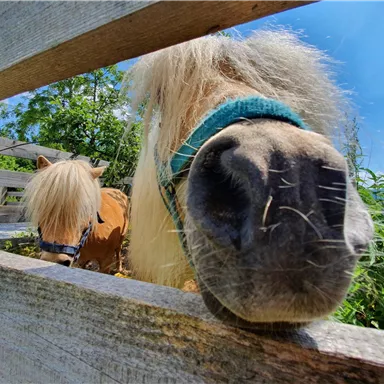 Zwei Ponys hinter einem Holzzaun. Eines der Ponys hat eine helle Mähne und schaut neugierig in die Kamera.