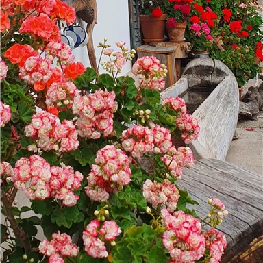 Colorful flowers in various shades adorn the entrance area of a house. The garden looks inviting and fresh.