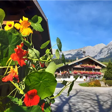 A picturesque mountain landscape with a chalet and blooming flowers in the foreground. The sky is clear and the mountains are clearly visible.