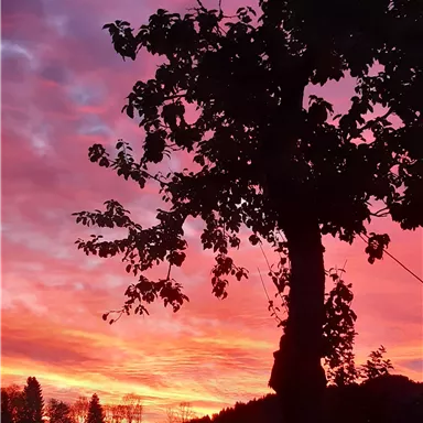 A beautiful sunset with vibrant colors in the background. Silhouette of a tree in the foreground.
