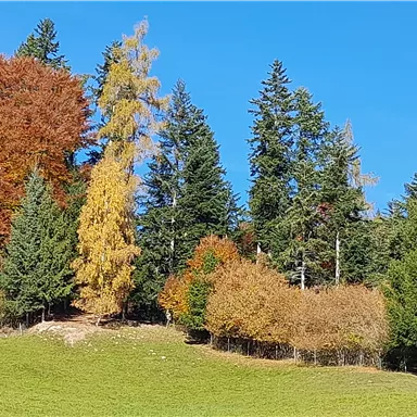 Ein herbstlicher Wald mit bunten Bäumen. Der Himmel ist klar und blau.