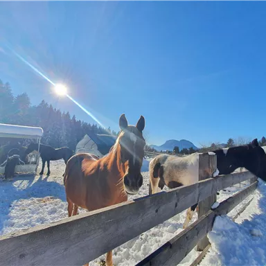 A sunny winter day on a pasture with several horses. The snow covers the ground and the sky is clear and blue.