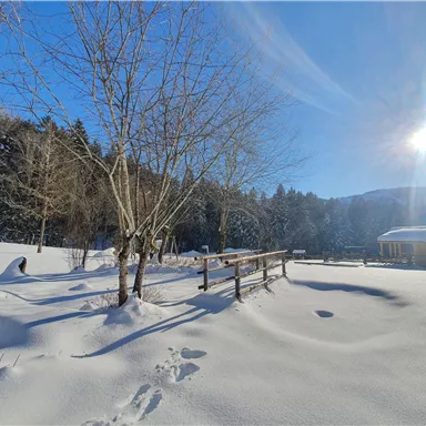 A winter landscape with snow-covered ground and a clear blue sky. The sun shines over the trees and a small cabin in the background.