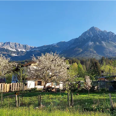 A picturesque landscape with blossoming fruit trees and a dramatic mountain range in the background. The sky is clear and blue.