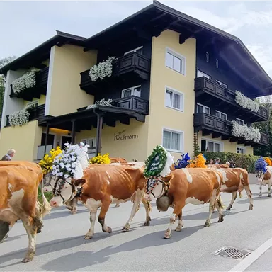Eine Gruppe von Kühen mit bunten Blumenkränzen zieht an einem Gebäude vorbei. Der Tag ist sonnig und die Atmosphäre ist festlich.