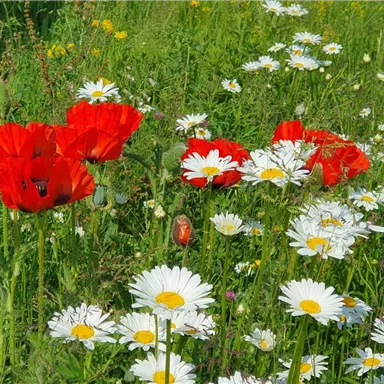 Ein buntes Feld mit roten Mohnblumen und weißen Margeriten. Die Blumen umgeben von grünem Gras und leichtem Hintergrund.