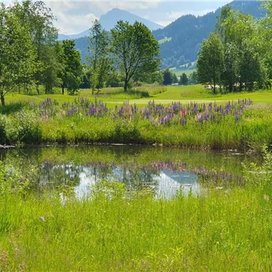 Ein ruhiger Teich umgeben von üppigem Grün und Bäumen. Im Hintergrund sind sanfte Hügel und Berge zu sehen.