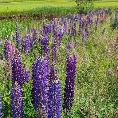 Ein blühendes Feld mit lila und pinken Lupinen. Im Hintergrund sind grüne Wiesen und Bäume zu sehen.
