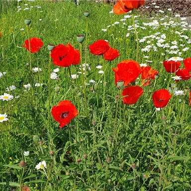Ein buntes Blumenfeld mit roten Mohnblumen und weißen Margeriten. Das Gras ist üppig und grün.