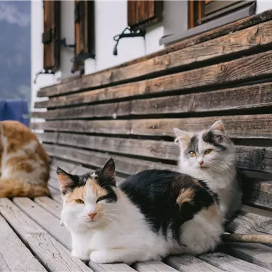 Drei Katzen liegen entspannt auf einer Holzbank. Die Tiere haben verschiedene Fellfarben und scheinen die Aussicht zu genießen.
