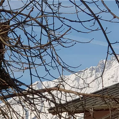 A beautiful view of snow-covered mountains under a clear blue sky. In the foreground, branches of a tree are visible.