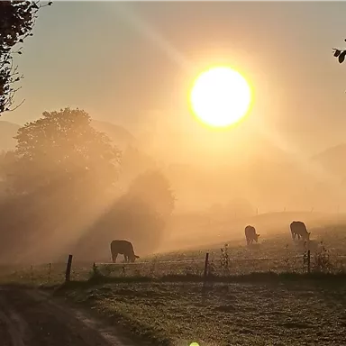 Ein malerischer Morgen mit einer tiefstehenden Sonne, die durch den Nebel scheint. Im Vordergrund grasen einige Kühe auf der Wiese.