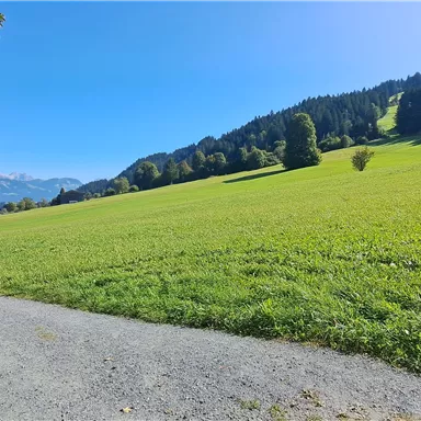 A spacious meadow with green grass under a clear blue sky. In the background, gentle hills and forests can be seen.