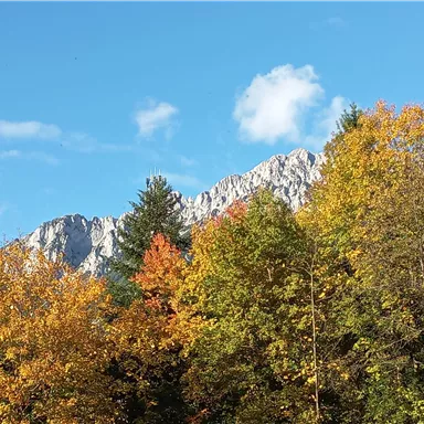 Ein schöner Berg mit einer bunten Herbstlandschaft im Vordergrund. Der klare blaue Himmel macht das Bild lebendig.