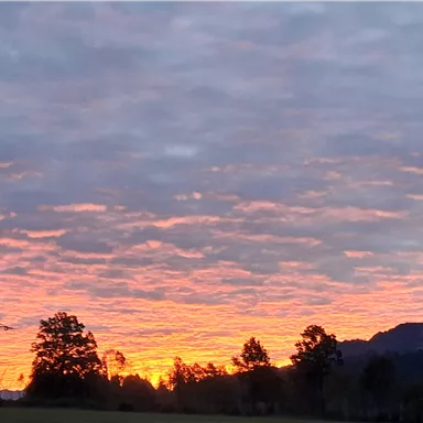 Ein schöner Sonnenuntergang mit orangefarbenen und pinken Wolken am Himmel. Im Vordergrund sind Silhouetten von Bäumen und eine Stromleitung sichtbar.